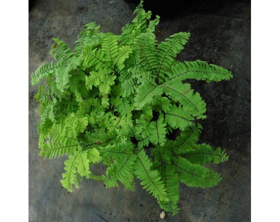 Adiantum aleuticum var. subpumilum