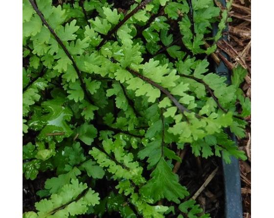 Asplenium trichomanes 'Stuart Williams'
