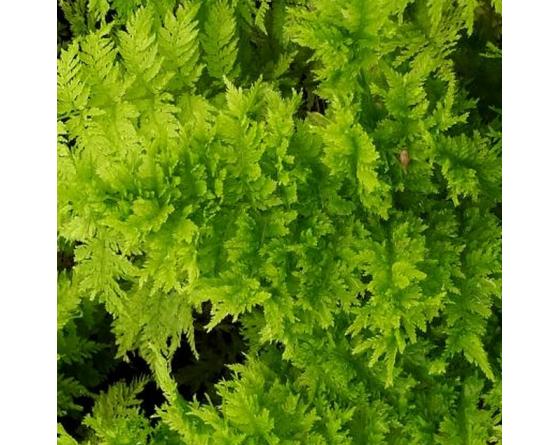 Athyrium filix-femina 'Cristatum Congestum'