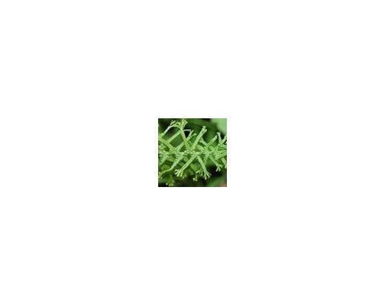Athyrium filix-femina 'Victoriae'
