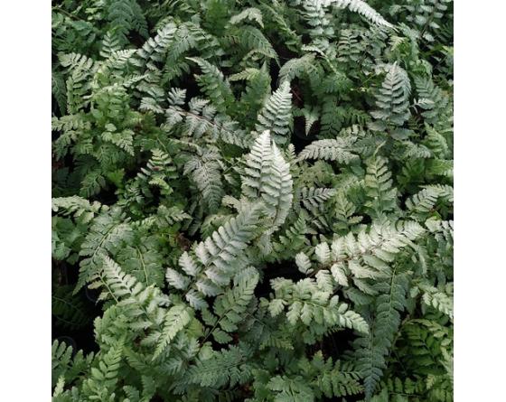 Athyrium niponicum var. pictum 'Silver Falls'
