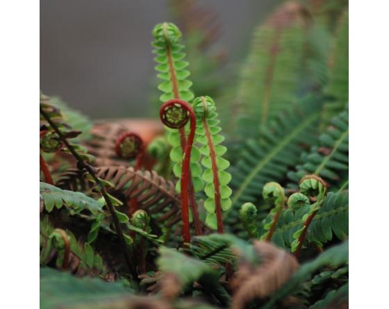 Blechnum spicant