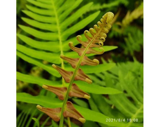 Blechnum appendiculatum