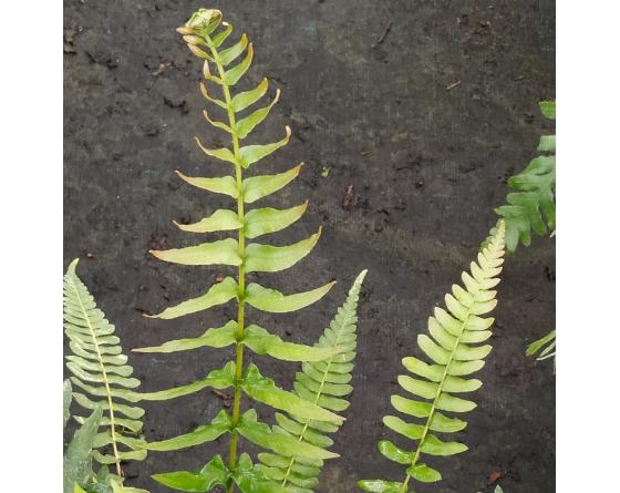 Blechnum australe subsp. auriculatum.