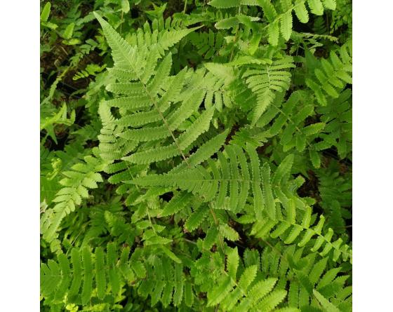 Christella dentata