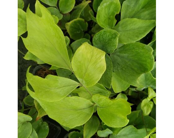 Cyrtomium macrophyllum
