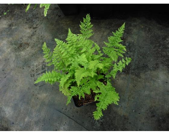 Cystopteris dickieana