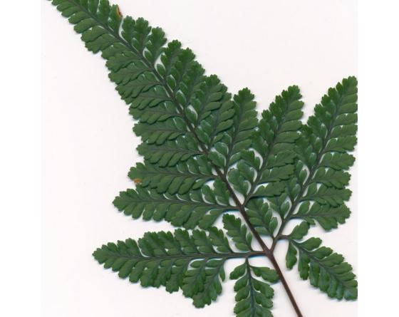 Davallia tyermannii 'Sekka' fougère bonsaï