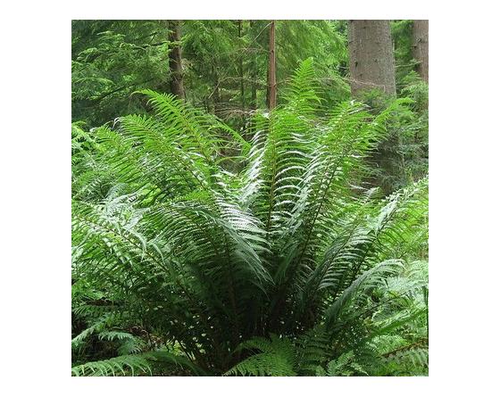 Dryopteris affinis