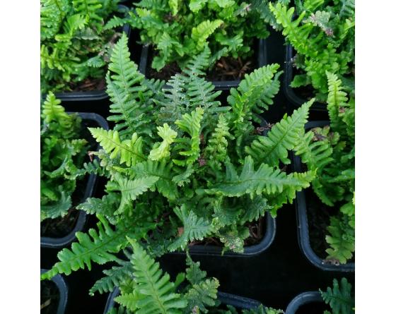 Dryopteris affinis 'Crispa Gracilis'