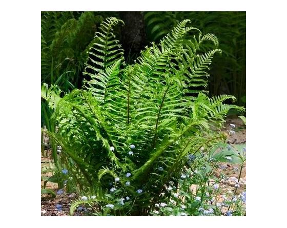 Dryopteris affinis 'Cristata the King'