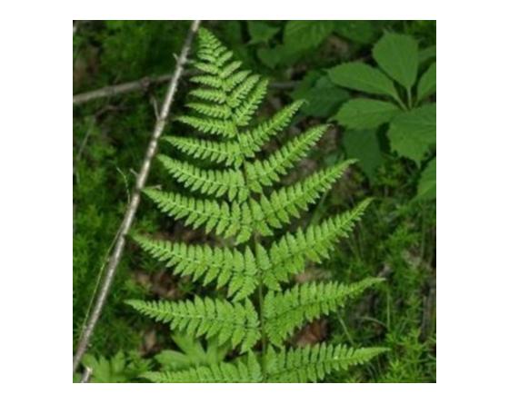 Dryopteris carthusiana
