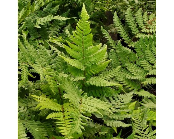 Dryopteris championii