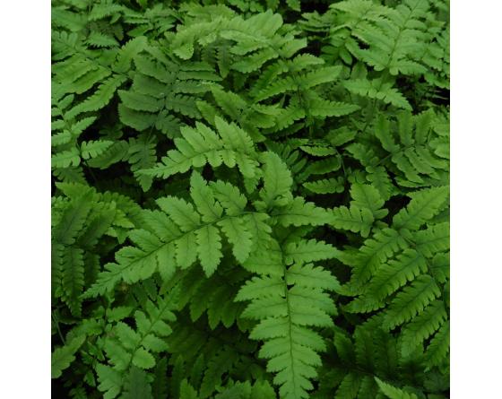 Dryopteris coreano-montana
