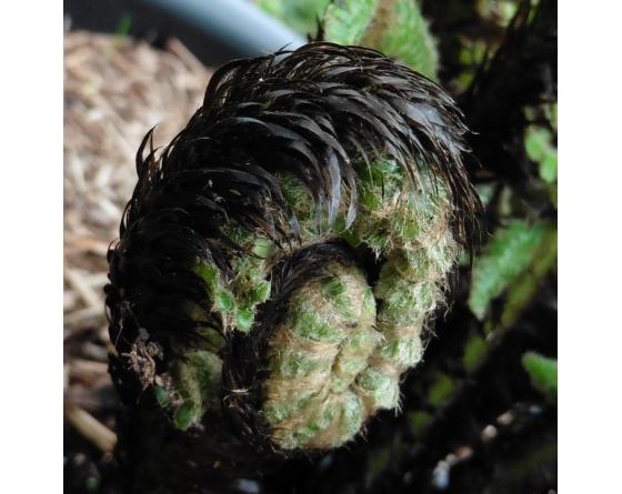 Dryopteris crassirhizoma