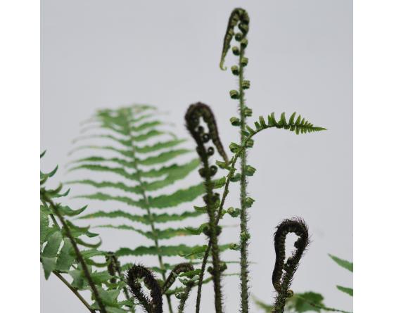 Dryopteris cycadina, atrata