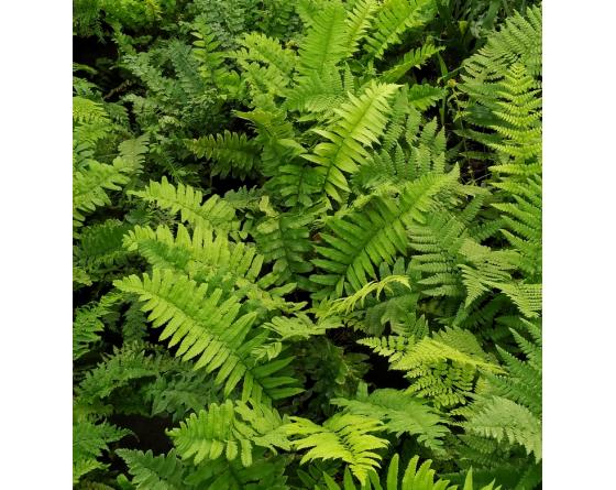 Dryopteris dickinsii