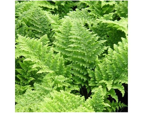 Dryopteris dilatata 'Crispa Whiteside'