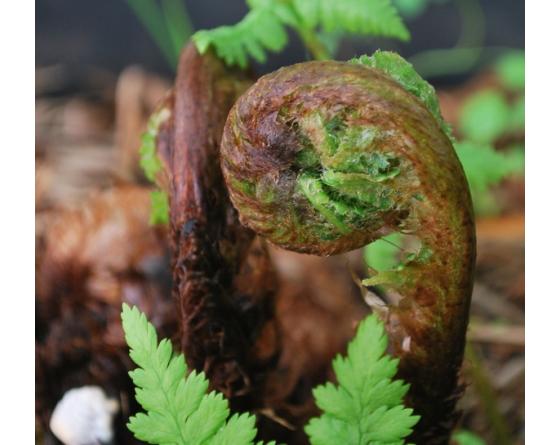Dryopteris dilatata, austriaca