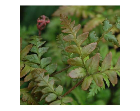 Dryopteris erythrosora var. prolifica
