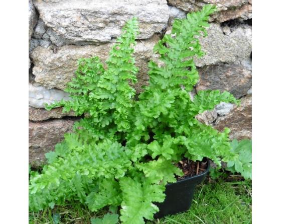 Dryopteris filix-mas 'Fluctuosa Cristata'