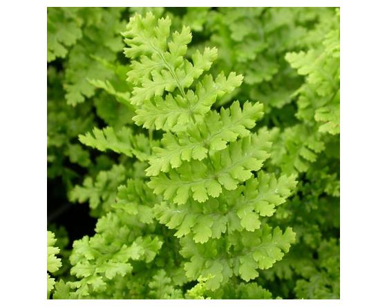 Dryopteris filix-mas 'Barnesii'