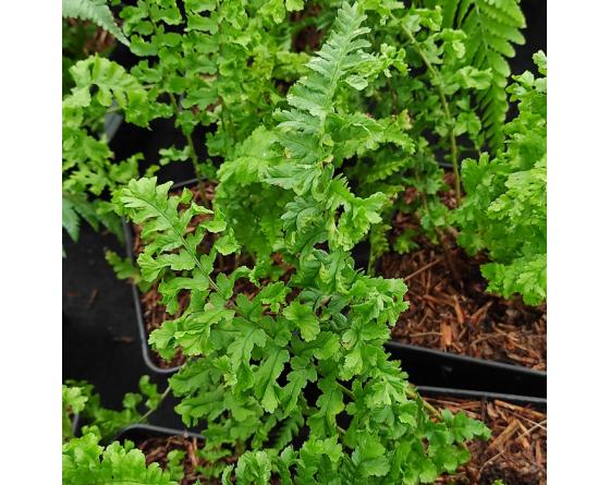 Dryopteris filix-mas 'Cristata'