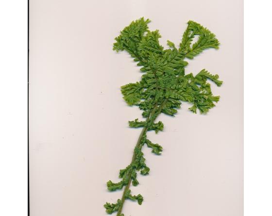 Dryopteris filix-mas 'Grandiceps'