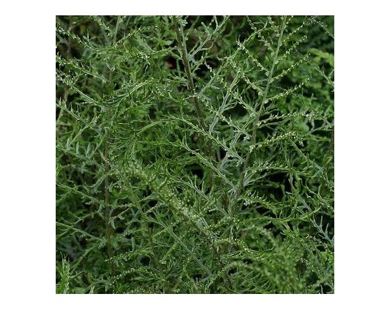 Dryopteris filix-mas 'Linearis Polydactyla'