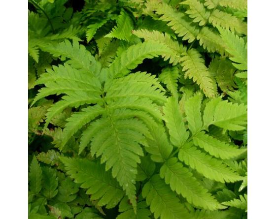 Dryopteris goldiana