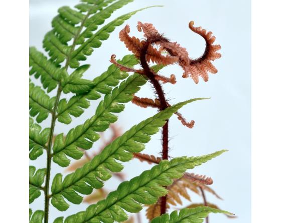 Dryopteris lepidopoda