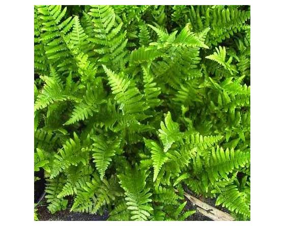 Dryopteris ludoviciana