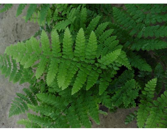 Dryopteris remota