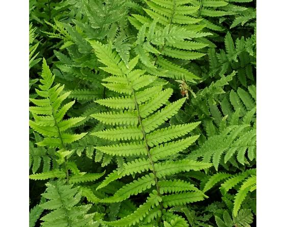Dryopteris scottii