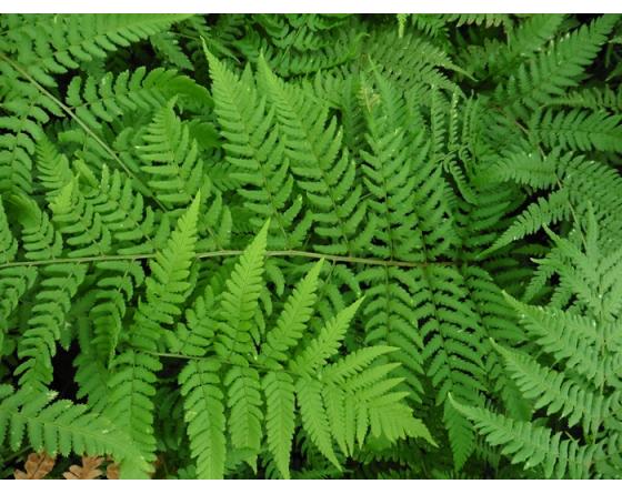 Dryopteris stewartii