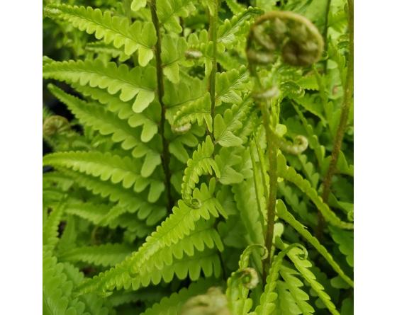 Dryopteris tokyoensis