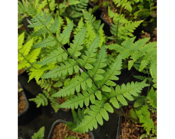 Dryopteris uniformis