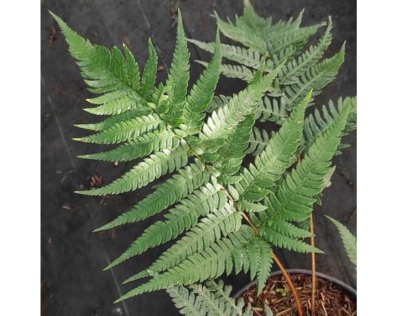 Dryopteris varia