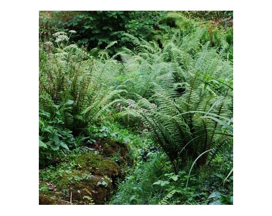 Dryopteris wallichiana