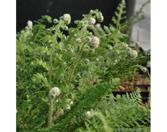 Woodsia obtusa