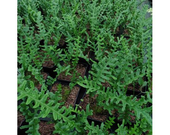Polypodium cambricum 'Hornet'