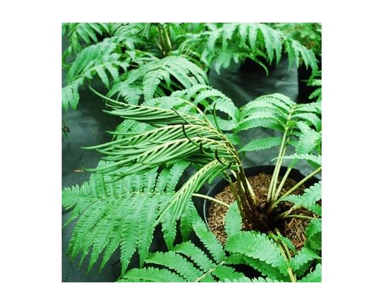 Matteuccia orientalis