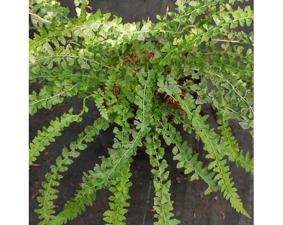 Microlepia strigosa 'MacFaddeniae'