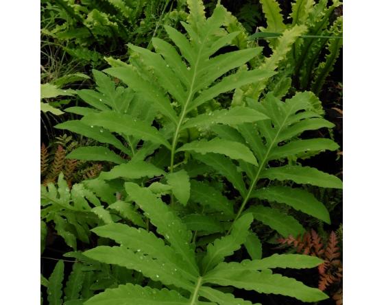 Onoclea sensibilis