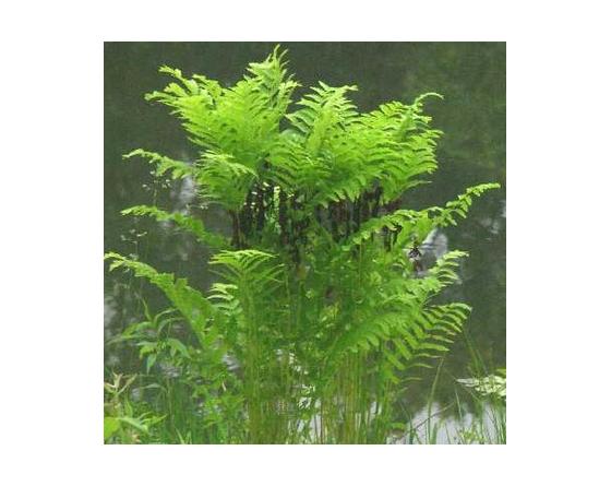 Osmunda claytoniana