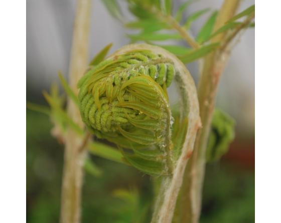 Osmunda regalis