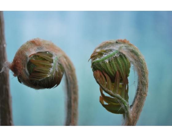 Osmunda regalis 'Purpurascens'