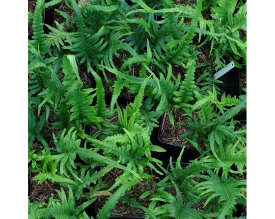 Polypodium glycyrrhiza 'Longicaudatum'