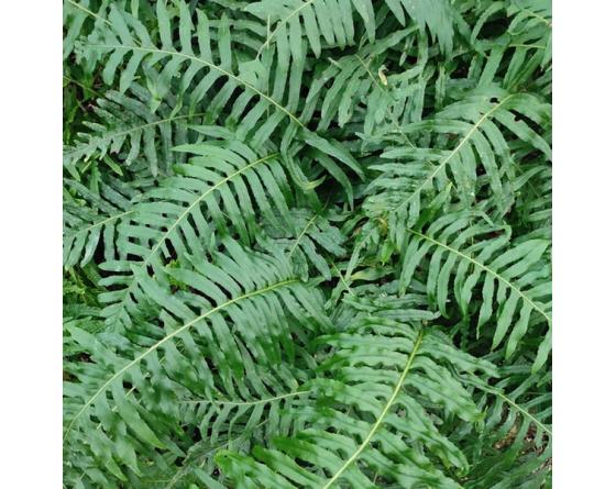 Polypodium glycyrrhiza x scouleri