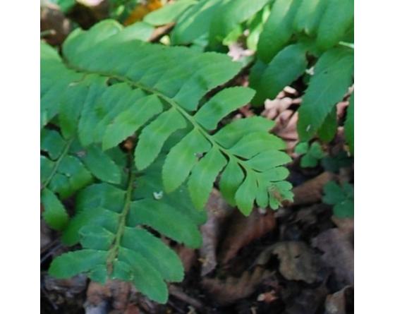 Polystichum acrostichoides
